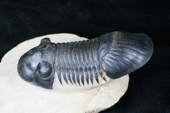 Huge Paralejurus Trilobite - Great Specimen #14677